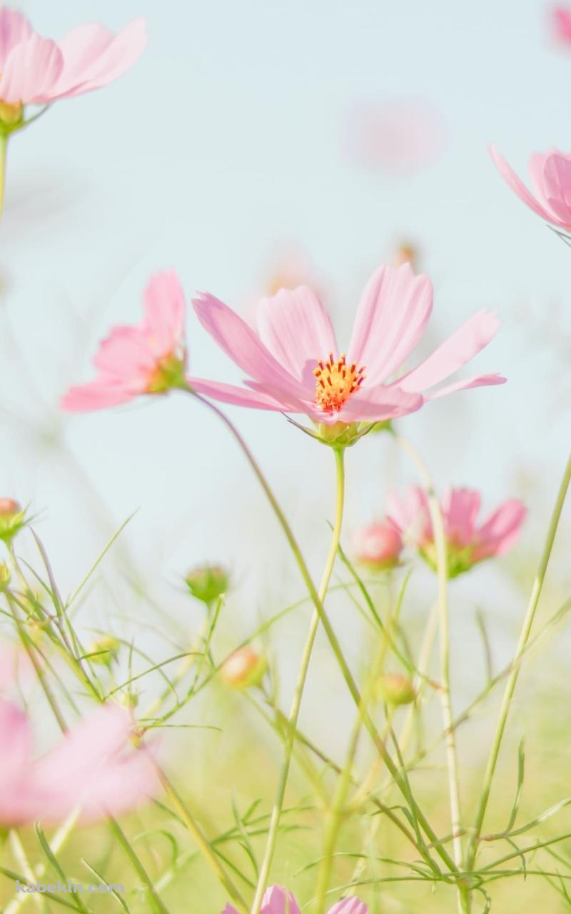 綺麗なピンクのコスモス畑のAndroidの壁紙(800px x 1280px) スマホ用