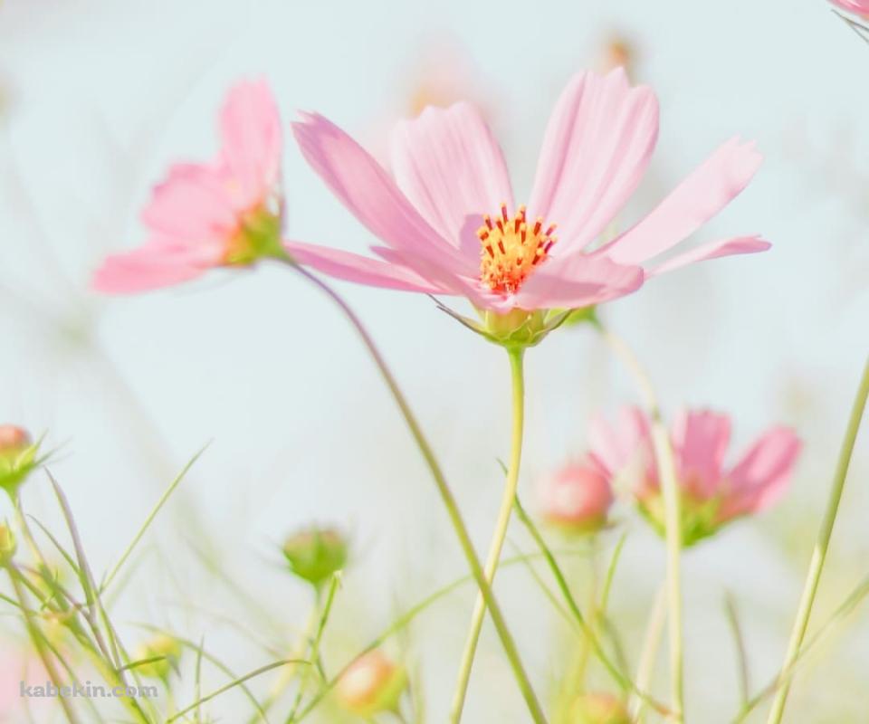 綺麗なピンクのコスモス畑のAndroidの壁紙(960px x 800px) スマホ用