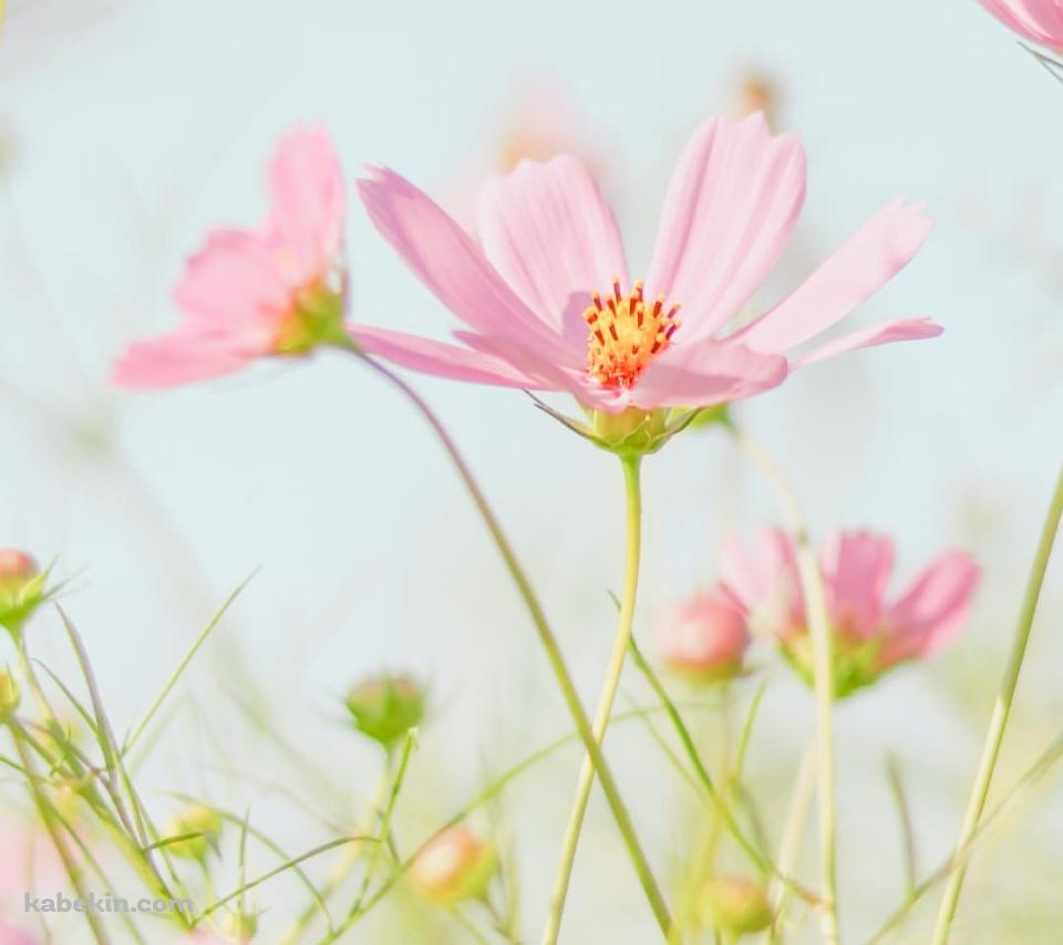 綺麗なピンクのコスモス畑のAndroidの壁紙(960px x 854px) スマホ用