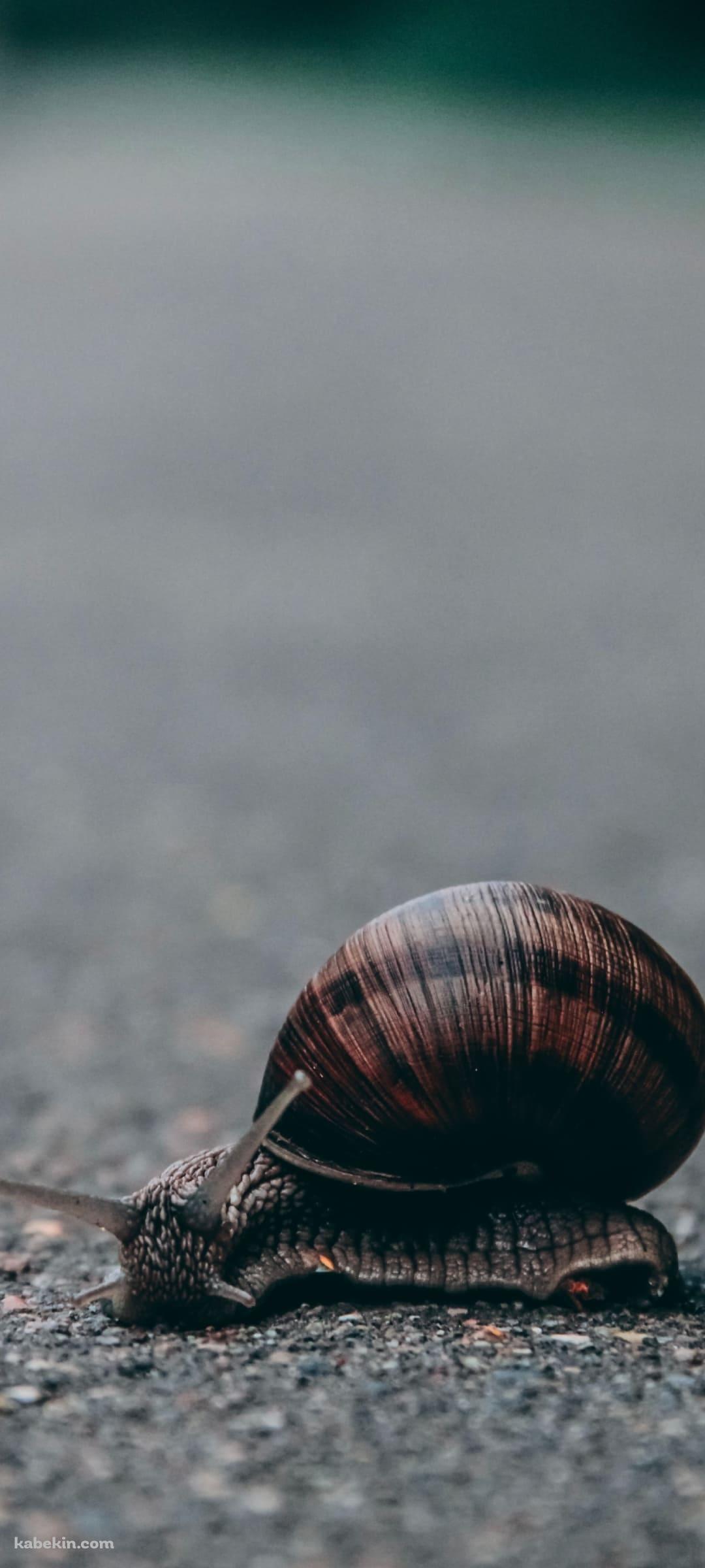 路上のカタツムリのAndroidの壁紙(1080px x 2400px) スマホ用
