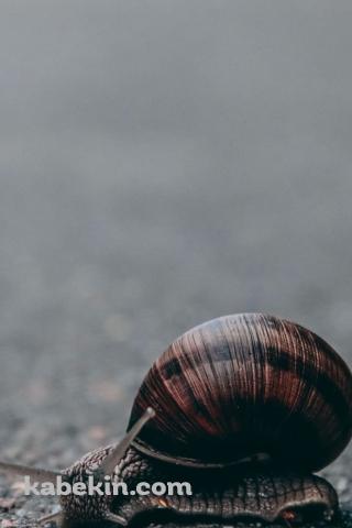 路上のカタツムリのAndroidの壁紙(320px x 480px) スマホ用