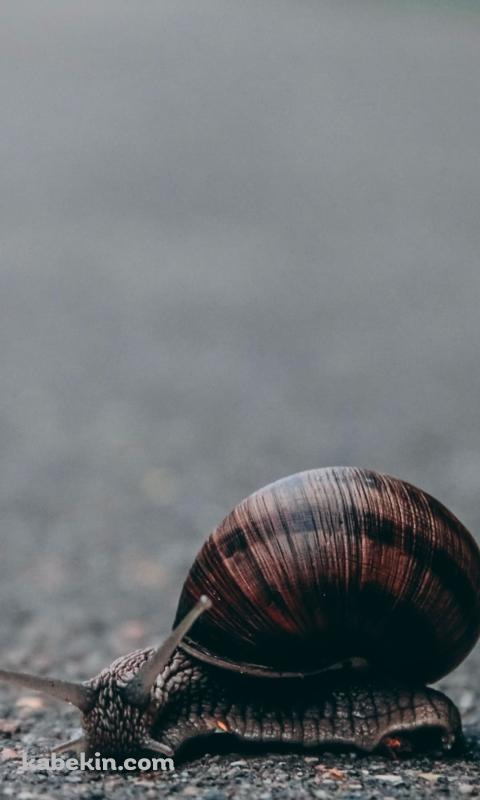 路上のカタツムリのAndroidの壁紙(480px x 800px) スマホ用