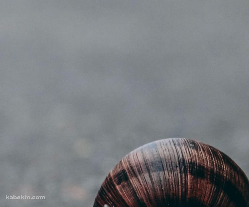 路上のカタツムリのAndroidの壁紙(960px x 800px) スマホ用