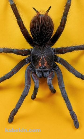 デカいタランチュラのAndroidの壁紙(360px x 592px) スマホ用