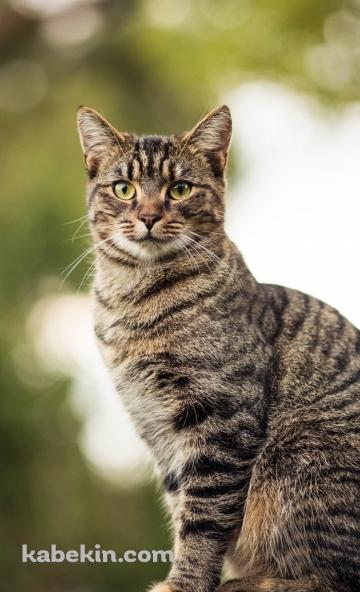 木の上に座る凛々しい野良猫のAndroidの壁紙(360px x 592px) スマホ用