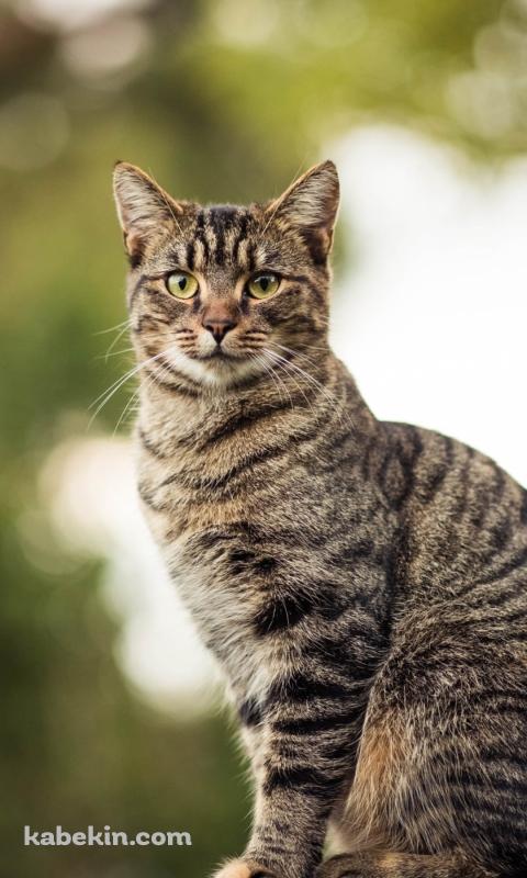木の上に座る凛々しい野良猫のAndroidの壁紙(480px x 800px) スマホ用