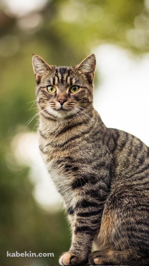 木の上に座る凛々しい野良猫のAndroidの壁紙(480px x 854px) スマホ用