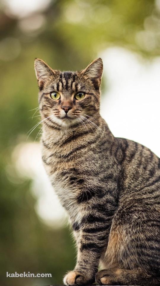木の上に座る凛々しい野良猫のAndroidの壁紙(540px x 960px) スマホ用