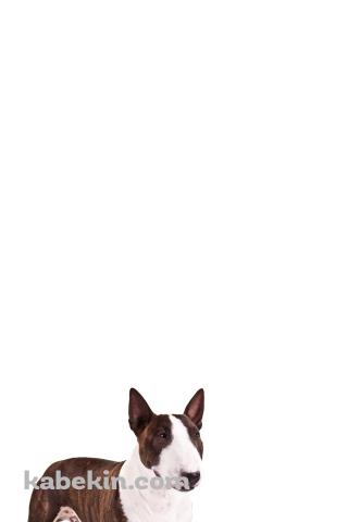 ブル・テリア 犬のAndroidの壁紙(320px x 480px) スマホ用