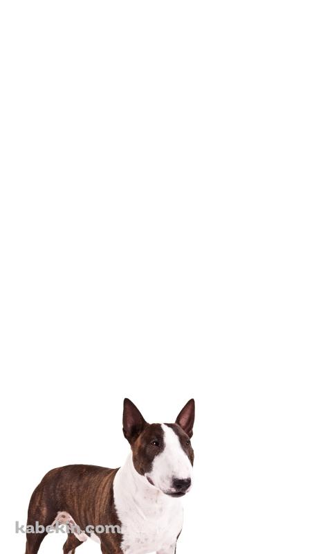 ブル・テリア 犬のAndroidの壁紙(480px x 800px) スマホ用