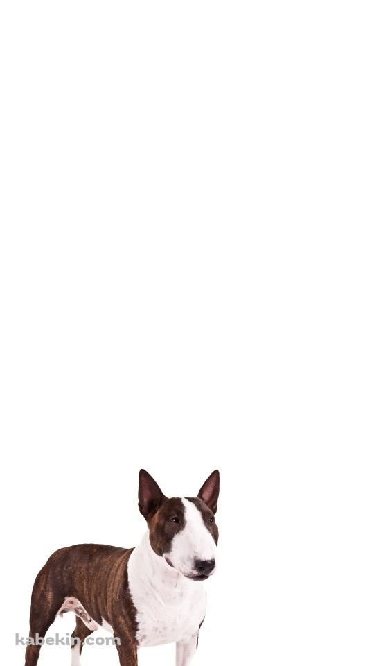 ブル・テリア 犬のAndroidの壁紙(540px x 960px) スマホ用