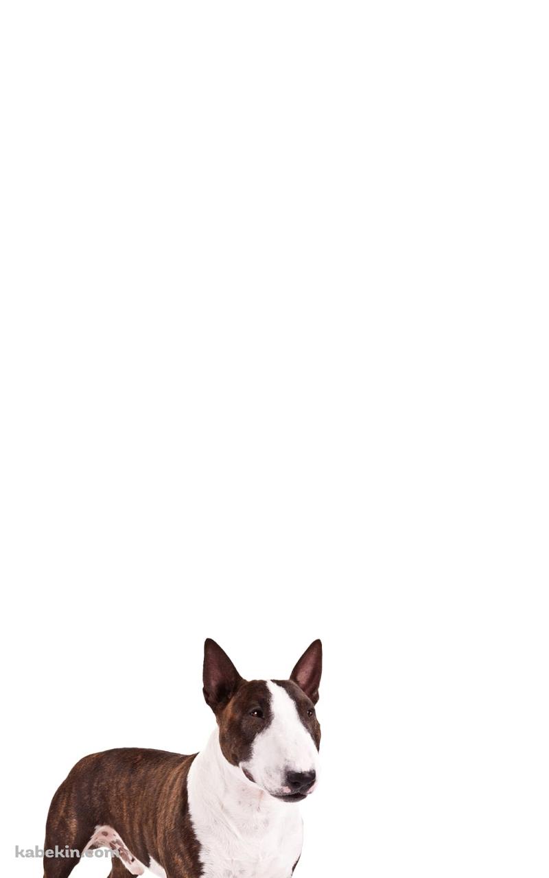 ブル・テリア 犬のAndroidの壁紙(800px x 1280px) スマホ用