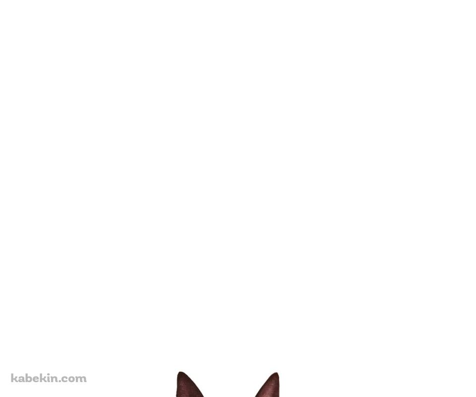 ブル・テリア 犬のAndroidの壁紙(960px x 800px) スマホ用