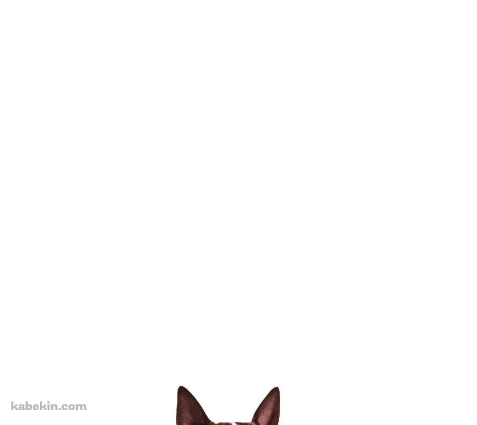 ブル・テリア 犬のAndroidの壁紙(960px x 854px) スマホ用