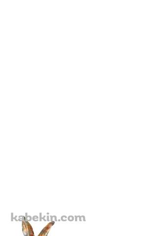 可愛い茶色の兎のAndroidの壁紙(320px x 480px) スマホ用