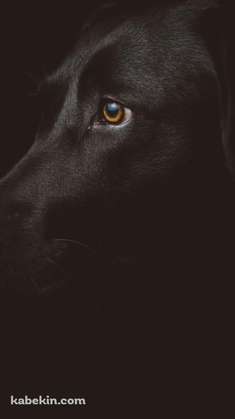 横を見つめる黒のラブラドールのAndroidの壁紙(480px x 854px) スマホ用