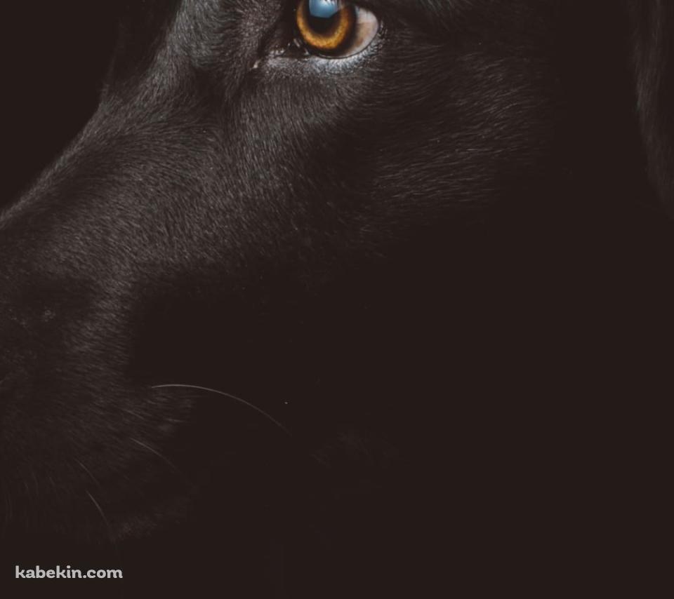 横を見つめる黒のラブラドールのAndroidの壁紙(960px x 854px) スマホ用