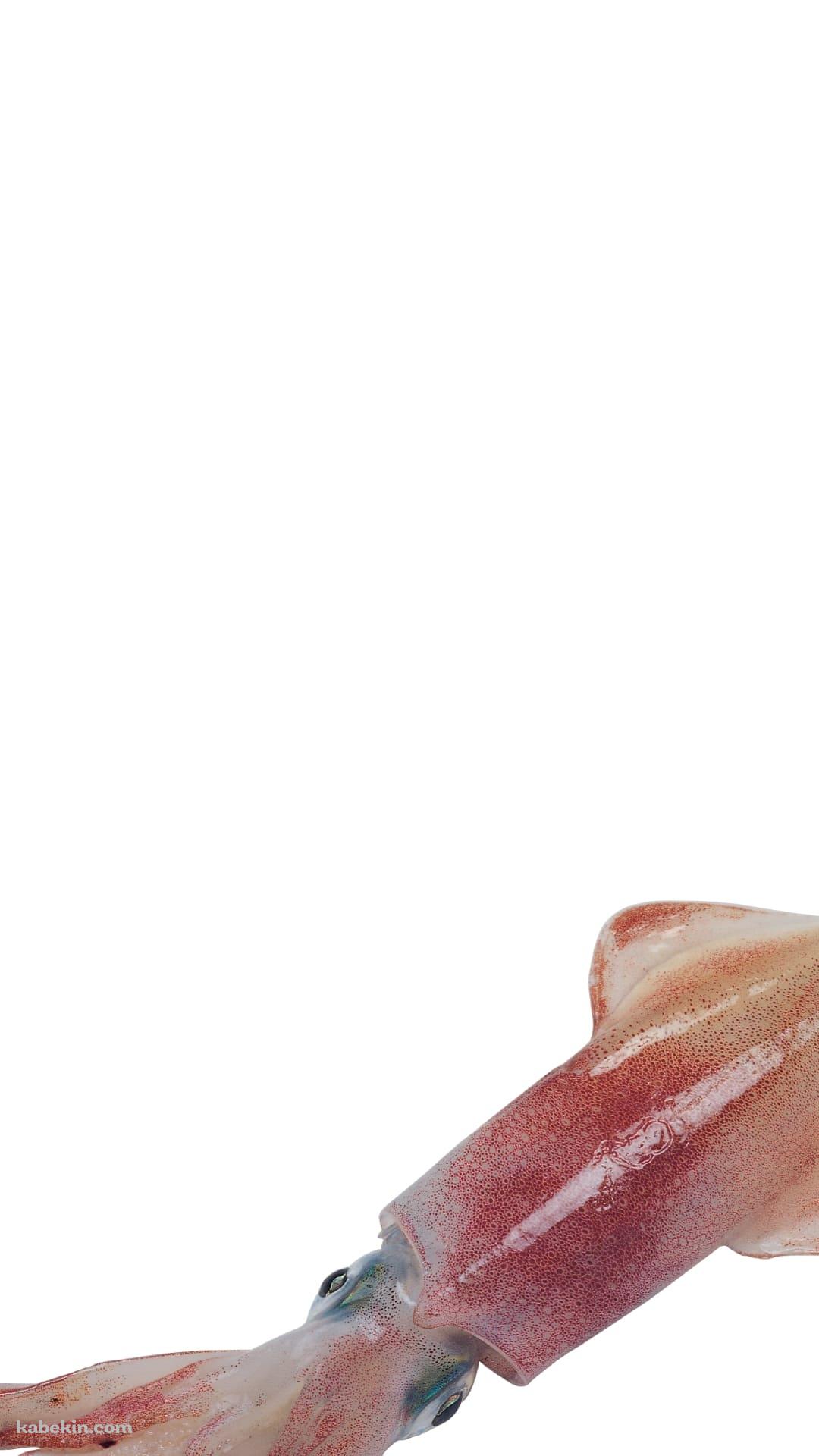 イカのAndroidの壁紙(1080px x 1920px) スマホ用