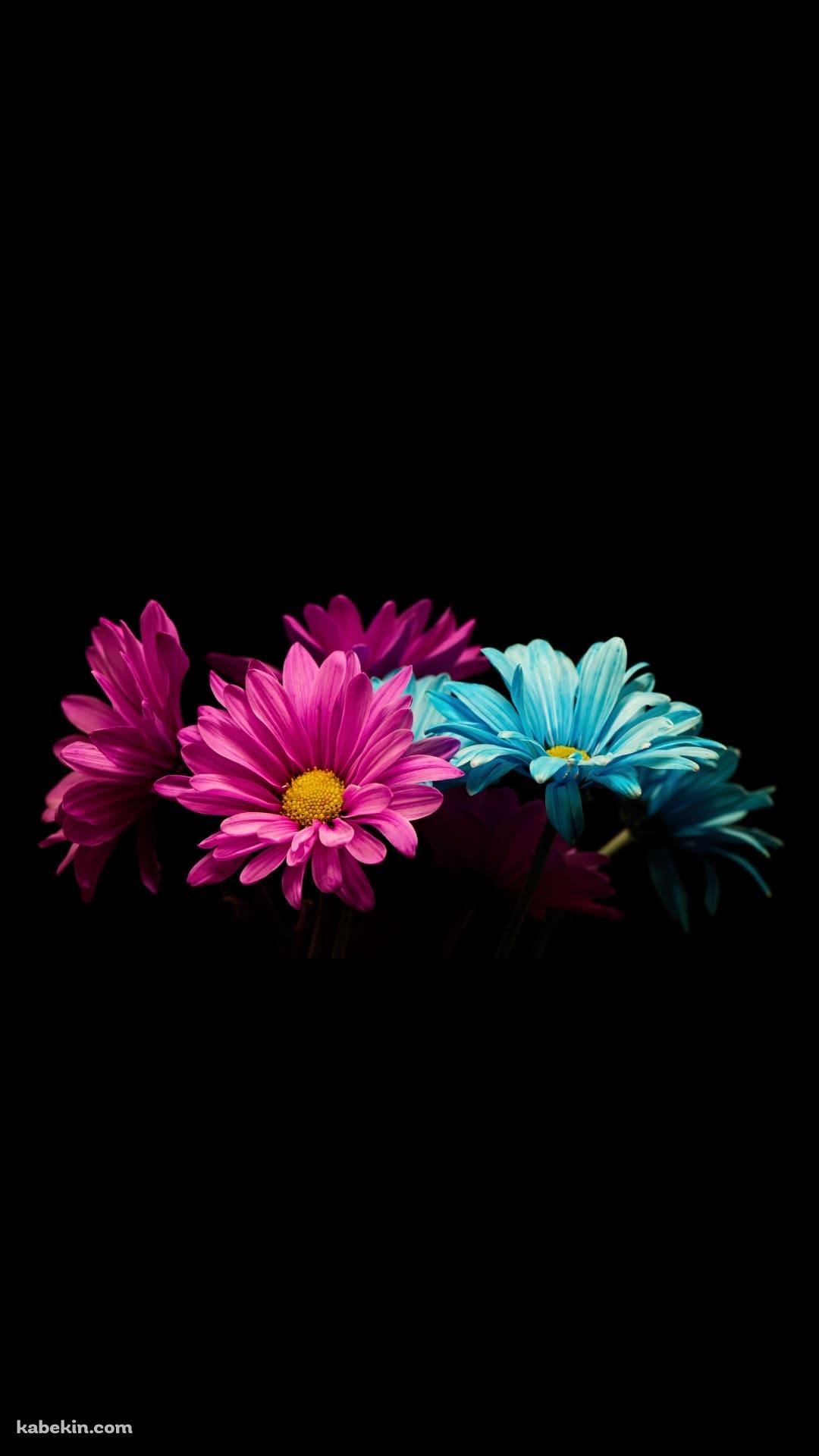 綺麗なピンクと水色の花のAndroidの壁紙(1080px x 1920px) スマホ用