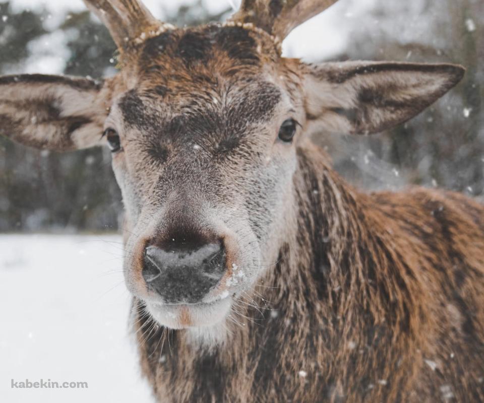 冬のトナカイのAndroidの壁紙(960px x 800px) スマホ用