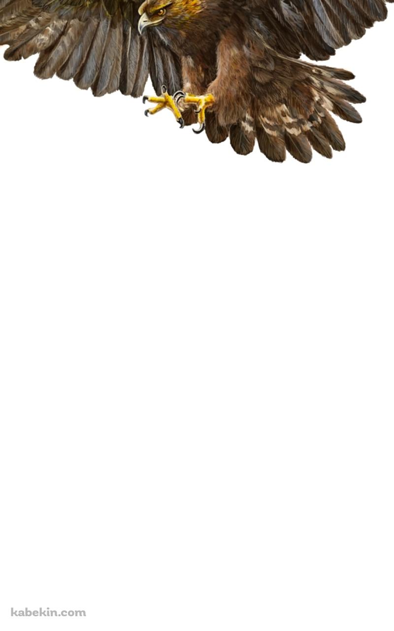 空の王者 飛翔する鷲のAndroidの壁紙(800px x 1280px) スマホ用