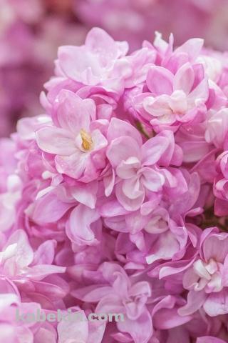 ピンクのライラックの花のAndroidの壁紙(320px x 480px) スマホ用