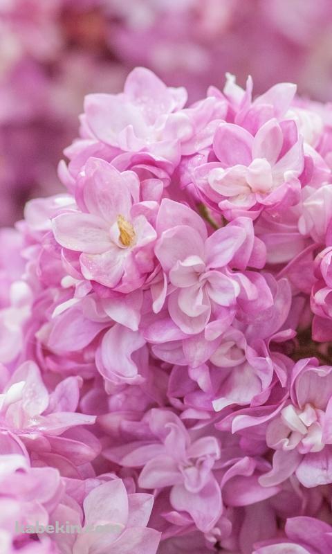 ピンクのライラックの花のAndroidの壁紙(480px x 800px) スマホ用