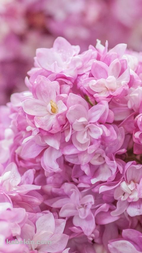 ピンクのライラックの花のAndroidの壁紙(480px x 854px) スマホ用