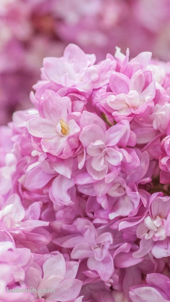 ピンクのライラックの花のAndroidの壁紙(540px x 960px) スマホ用