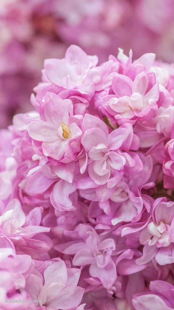 ピンクのライラックの花のAndroidの壁紙(720px x 1280px) スマホ用