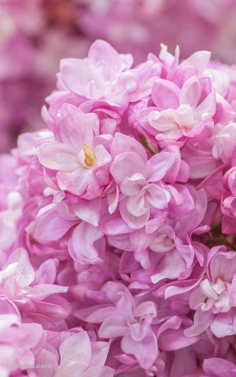 ピンクのライラックの花のAndroidの壁紙(800px x 1280px) スマホ用