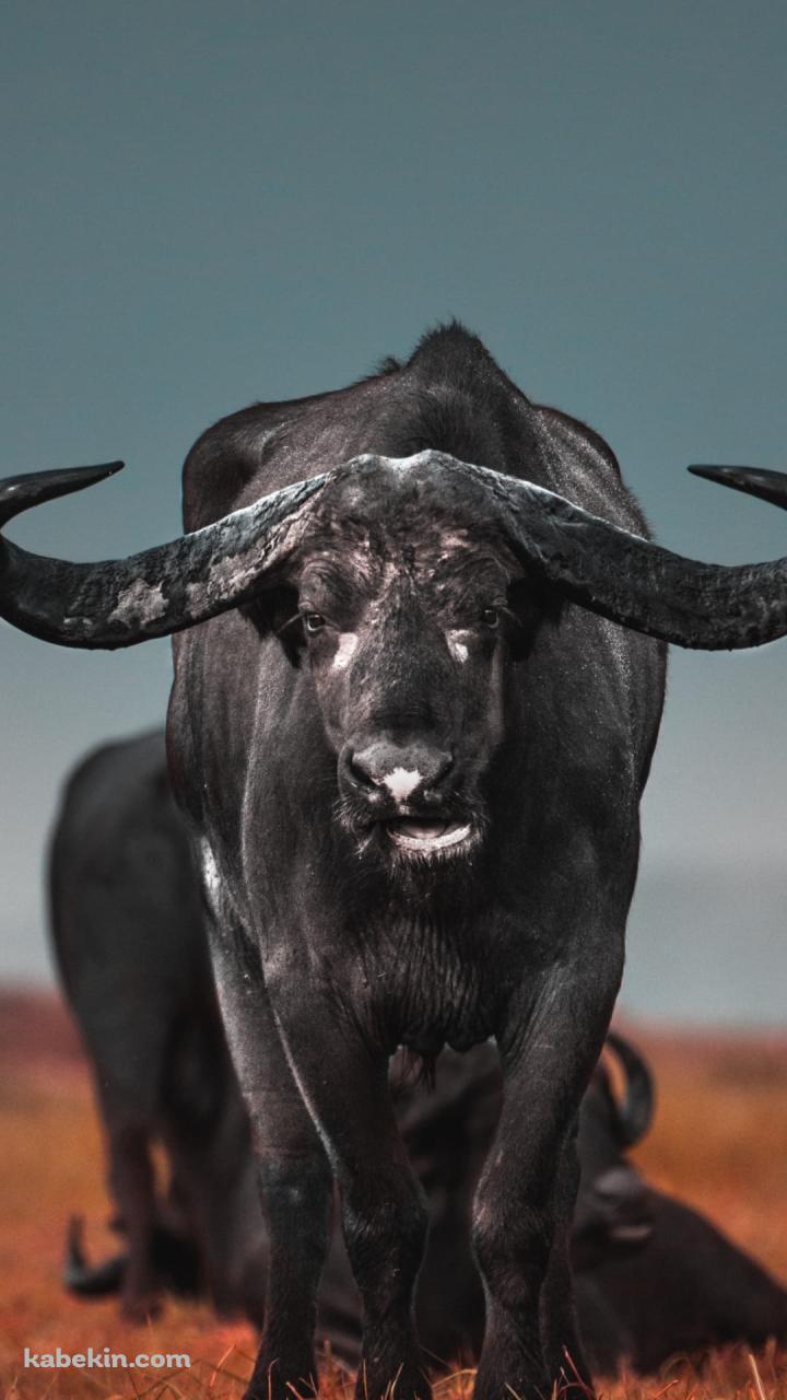 アフリカスイギュウのAndroidの壁紙(720px x 1280px) スマホ用