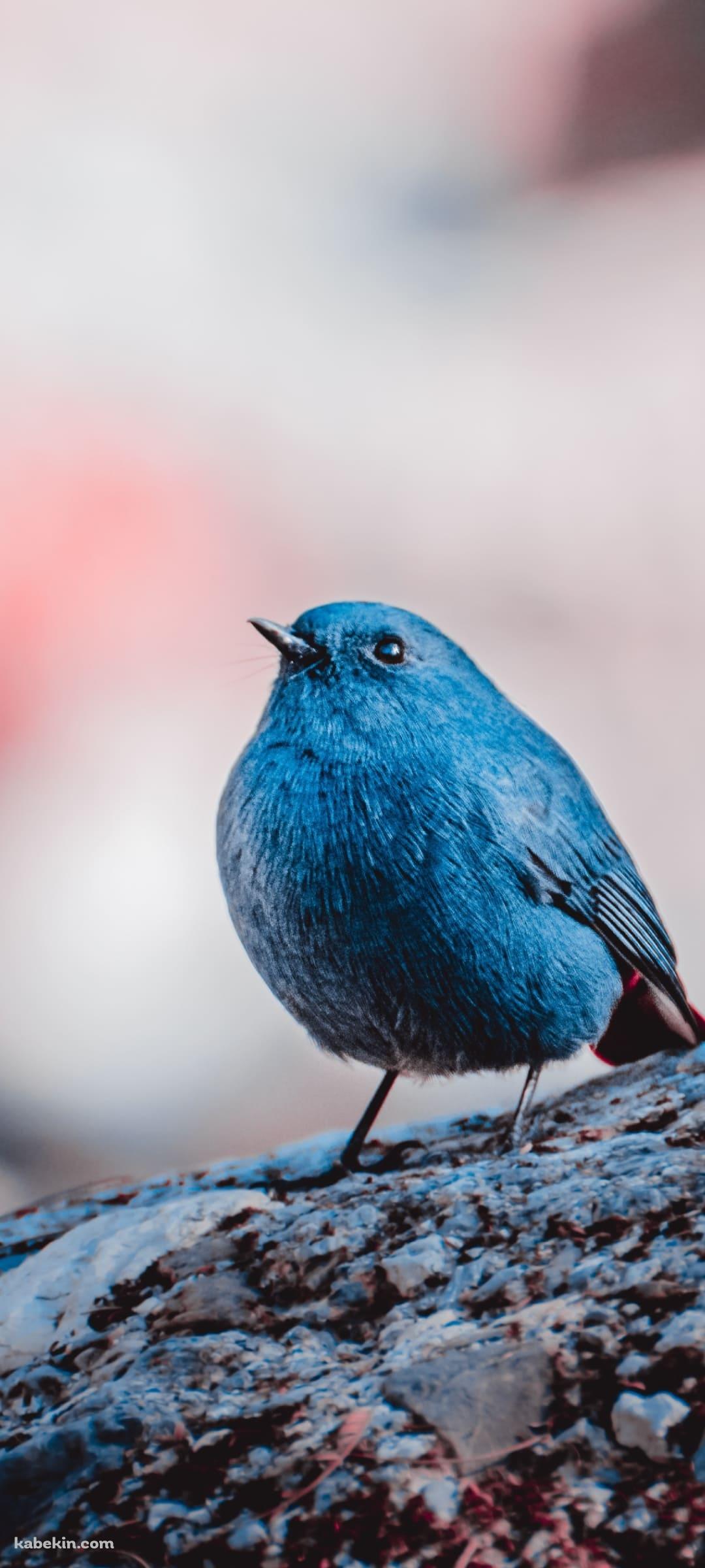 カワビタキ 青い鳥のAndroidの壁紙(1080px x 2400px) スマホ用
