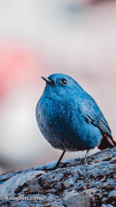 カワビタキ 青い鳥のAndroidの壁紙(480px x 854px) スマホ用
