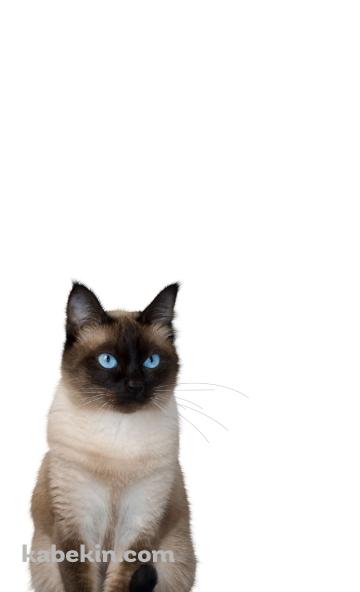 ヒマラヤン 猫のAndroidの壁紙(360px x 592px) スマホ用