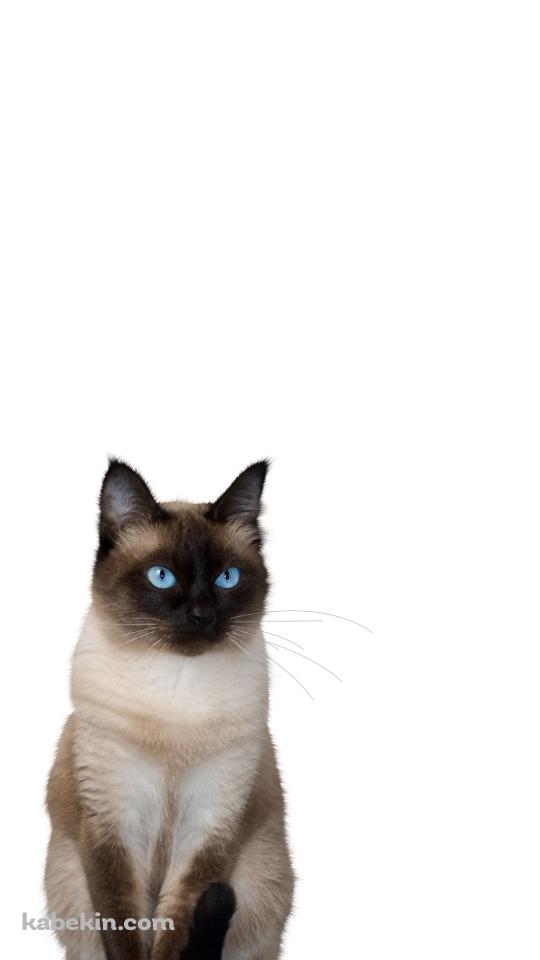 ヒマラヤン 猫のAndroidの壁紙(540px x 960px) スマホ用