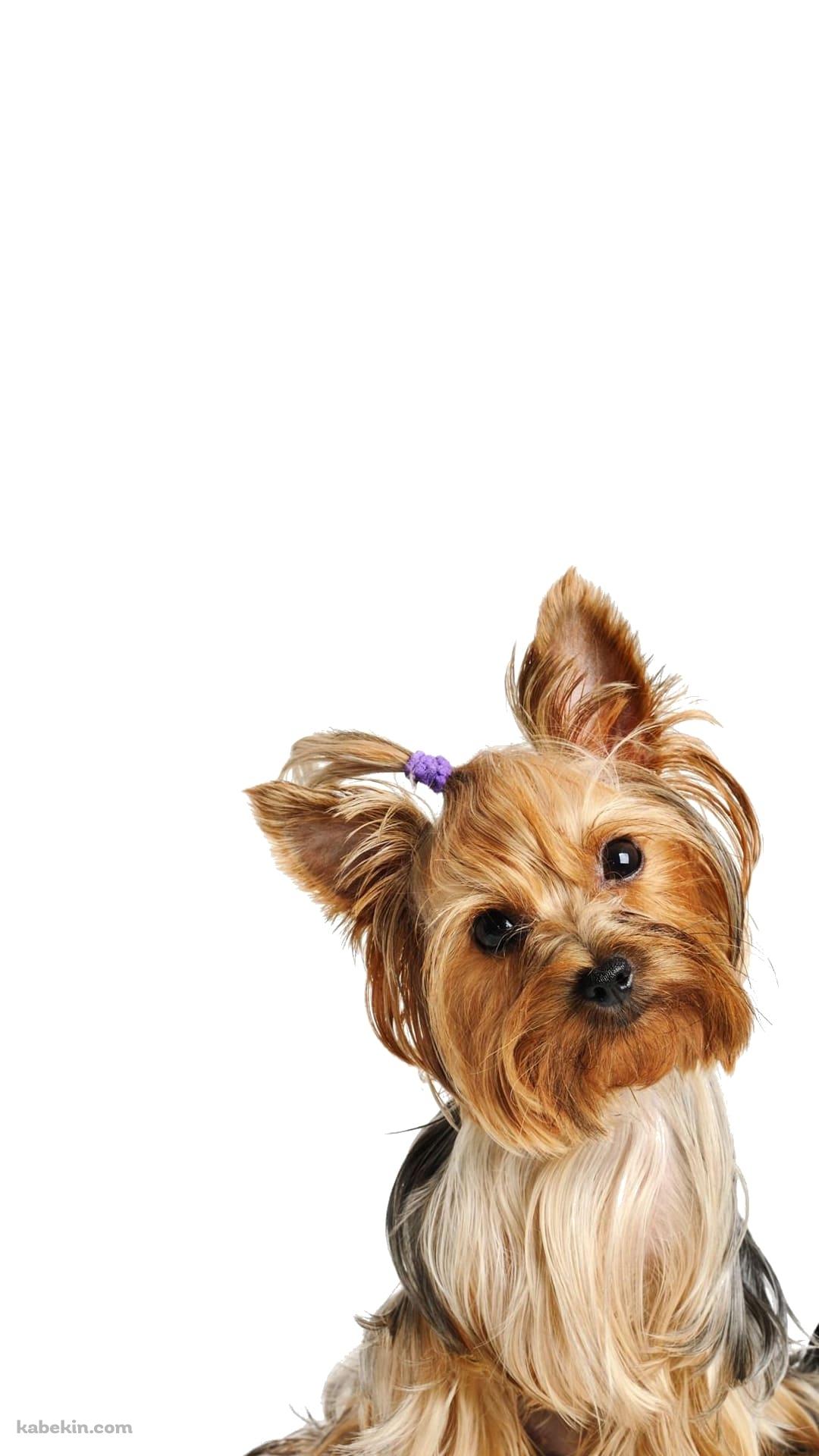 ヨークシャー・テリア 犬のAndroidの壁紙(1080px x 1920px) スマホ用
