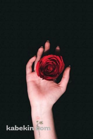 薔薇を持つ右手のAndroidの壁紙(320px x 480px) スマホ用