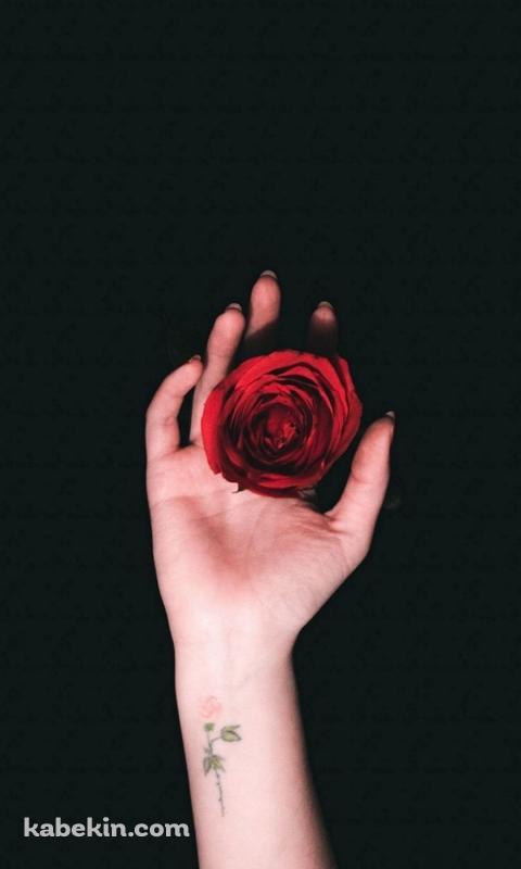 薔薇を持つ右手のAndroidの壁紙(480px x 800px) スマホ用