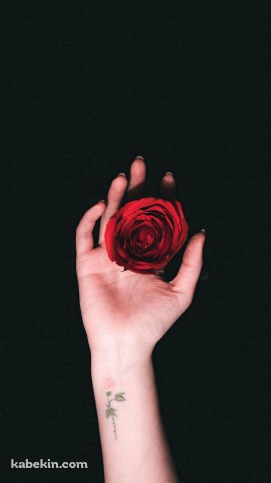 薔薇を持つ右手のAndroidの壁紙(540px x 960px) スマホ用