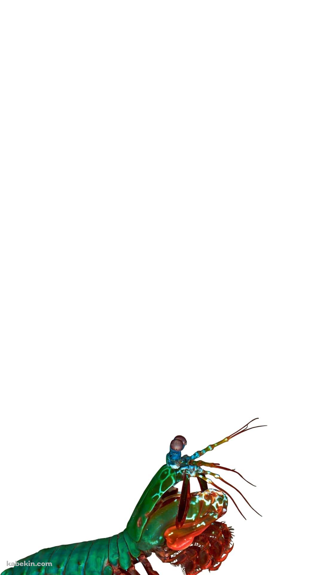 ジャコのAndroidの壁紙(1080px x 1920px) スマホ用