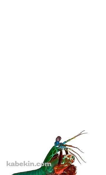 ジャコのAndroidの壁紙(360px x 592px) スマホ用