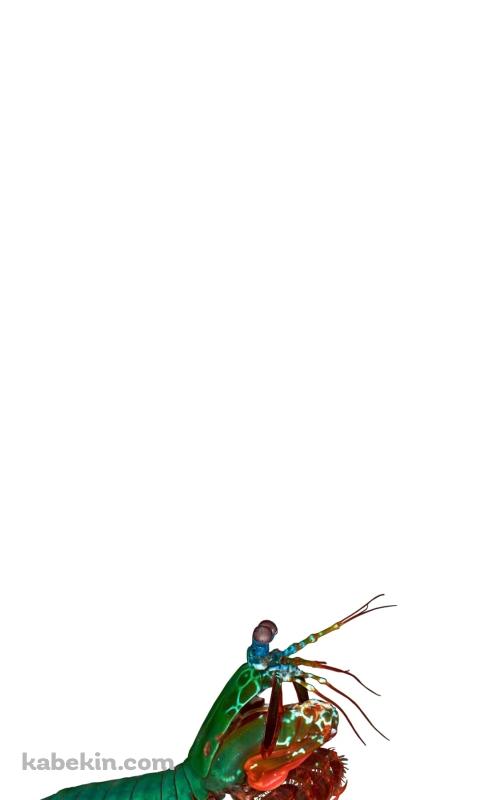 ジャコのAndroidの壁紙(480px x 800px) スマホ用