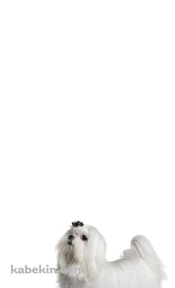 シーズー 犬のAndroidの壁紙(360px x 592px) スマホ用