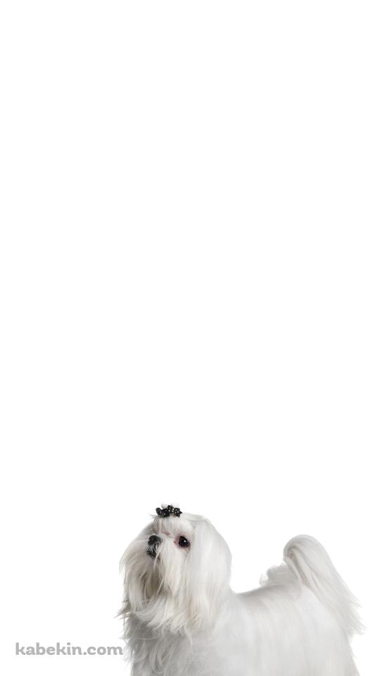 シーズー 犬のAndroidの壁紙(540px x 960px) スマホ用