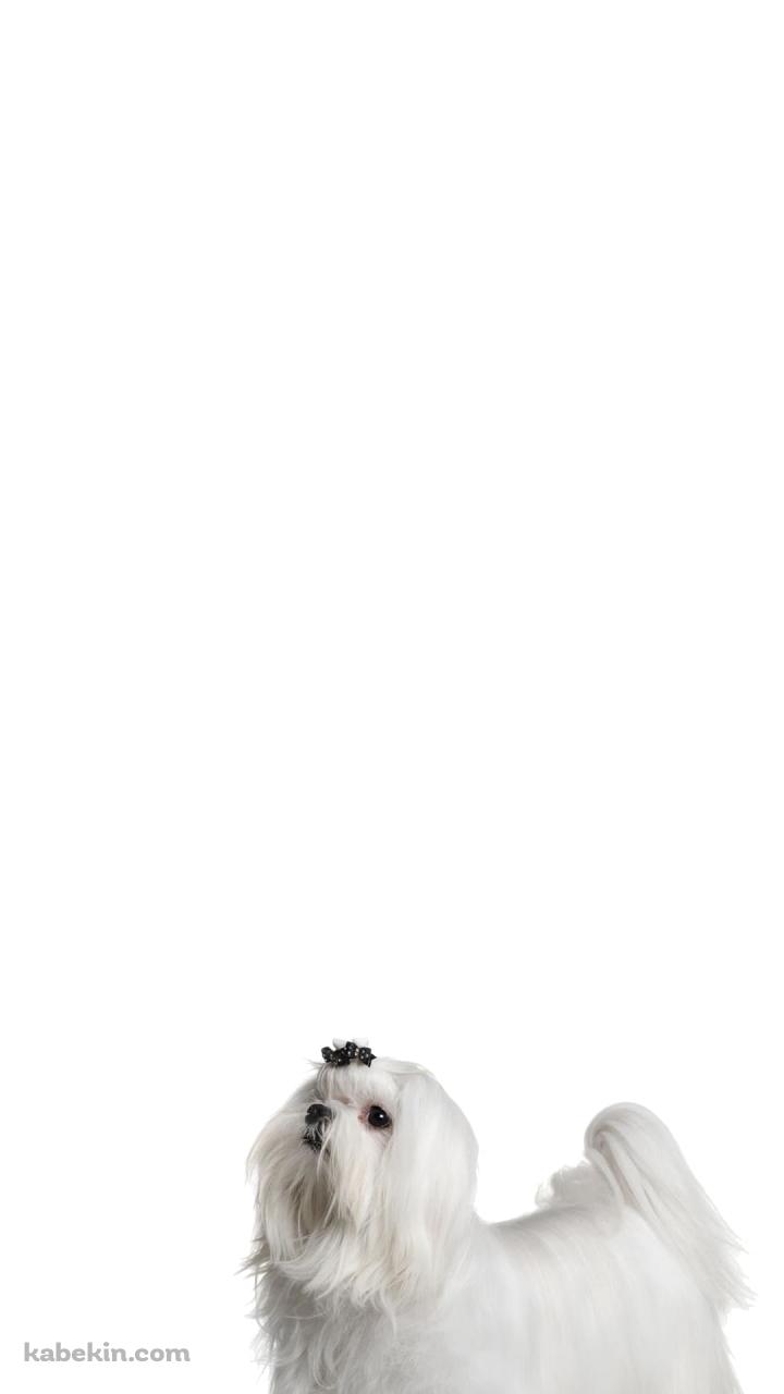 シーズー 犬のAndroidの壁紙(720px x 1280px) スマホ用