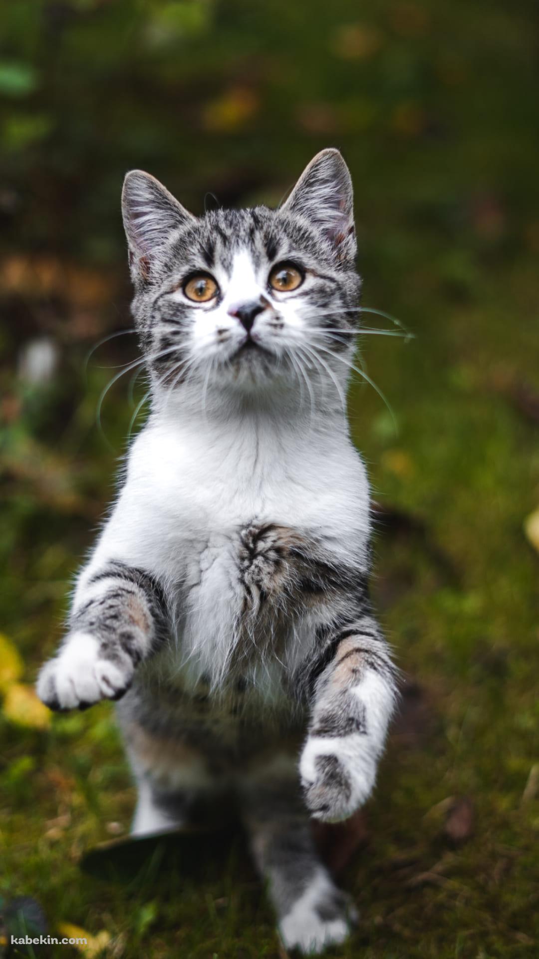 後ろ脚で立つ灰色の猫のAndroidの壁紙(1080px x 1920px) スマホ用