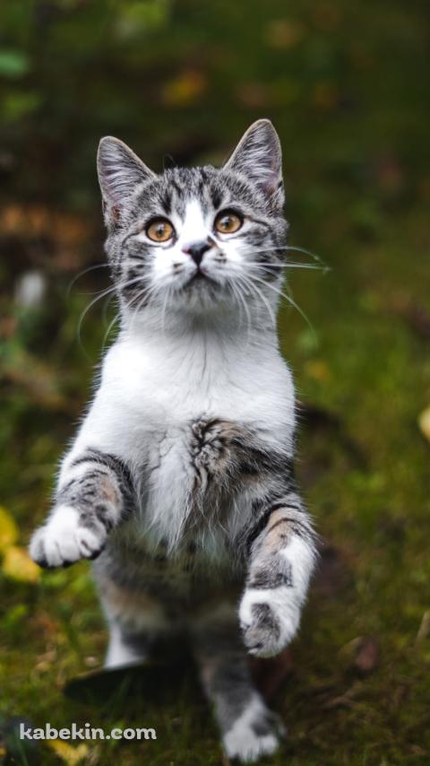 後ろ脚で立つ灰色の猫のAndroidの壁紙(480px x 854px) スマホ用