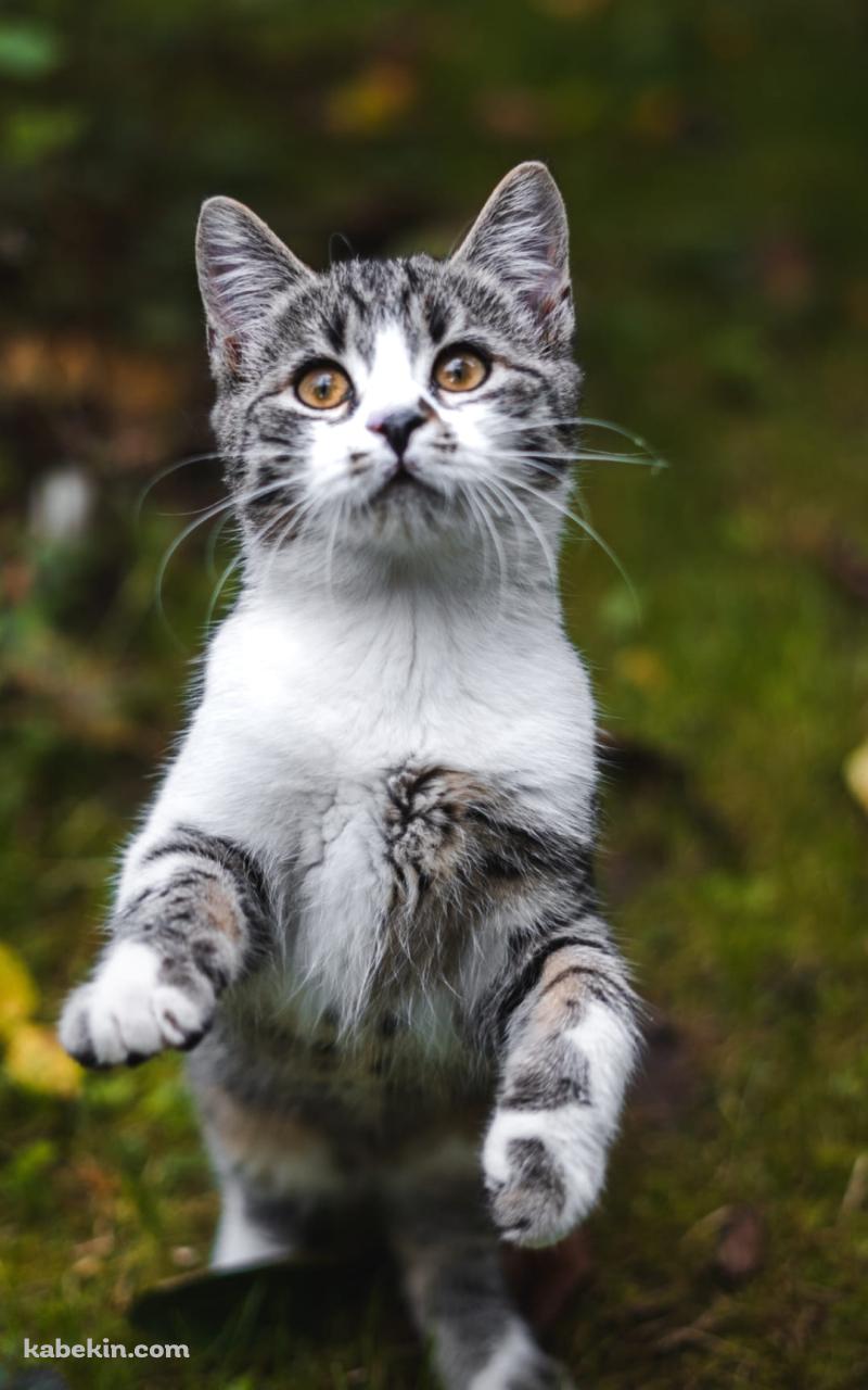 後ろ脚で立つ灰色の猫のAndroidの壁紙(800px x 1280px) スマホ用