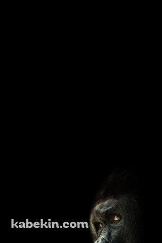 後ろを振り返るゴリラのAndroidの壁紙(320px x 480px) スマホ用